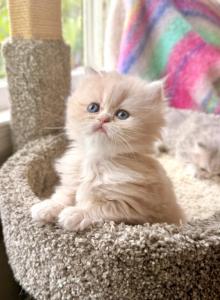 Patriot - Persian Kitten For Sale - Pensacola&comma; FL&comma; US