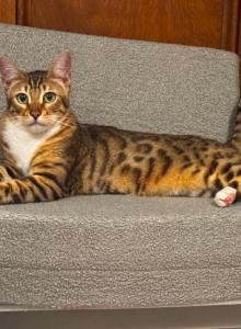 Bengalese male kitten rehoming - Bengal Cat For Sale - Bedford&comma; PA&comma; US