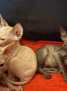 Sake's Litter 2 - Sphynx Kitten For Sale - Aurora&comma; CO&comma; US