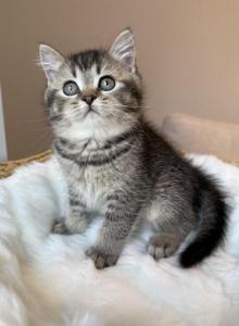 British shorthair male - British Shorthair Kitten For Sale - Shakopee&comma; MN&comma; US