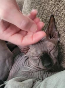 Black male - Sphynx Kitten For Adoption - Rockford&comma; IL&comma; US