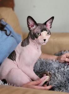 Adult male - Sphynx Cat For Adoption - Rockford&comma; IL&comma; US