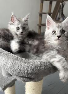 Snowfall Luxlines Akiras Element litter - Maine Coon Kitten For Sale - Ambridge&comma; PA&comma; US