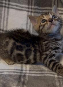 Sahara babies - Bengal Kitten For Sale - Mills River&comma; NC&comma; US