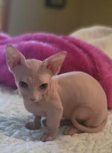 Strangesphynxandelfs - Sphynx Kitten For Sale - IL&comma; US