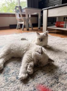 Luna - Ragdoll Kitten For Sale - Cleveland&comma; OH&comma; US