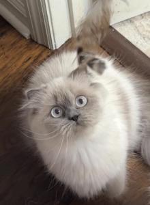 Dora - Scottish Fold Kitten For Sale - Tallahassee&comma; FL&comma; US