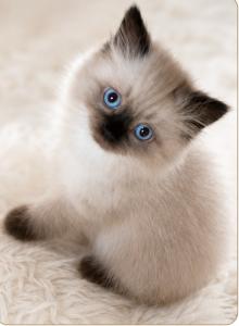 Bousy - Himalayan Kitten For Sale - Apollo Beach&comma; FL&comma; US