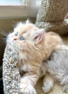 Patriot - Persian Kitten For Sale - Pensacola&comma; FL&comma; US