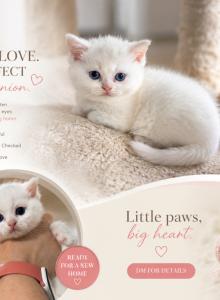 Cindy - Scottish Straight Kitten For Sale - Wellesley, MA, US Cindy - Scottish Straight Kitten For Sale - Wellesley, MA, US
