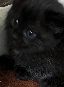 Baby - Scottish Fold Kitten For Sale - Westfield&comma; NY&comma; US