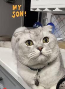 Moonie - Scottish Fold Cat For Adoption - Livingston&comma; NJ&comma; US