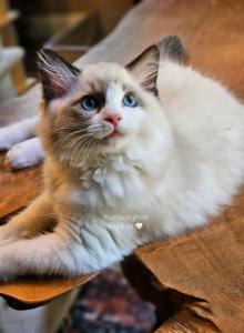 Ros&eacute; - Ragdoll Kitten For Sale - Farmville&comma; VA&comma; US