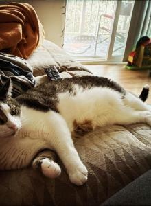 Nobu - Domestic Cat For Adoption - Fredericksburg&comma; VA&comma; US