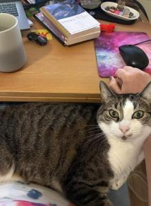 Nobu - Domestic Cat For Adoption - Fredericksburg&comma; VA&comma; US