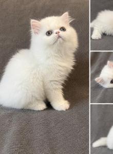 Leo - Persian Kitten For Sale - Delavan&comma; WI&comma; US