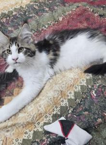 Maine coon kitten female - Maine Coon Kitten For Sale - Chickamauga&comma; GA&comma; US