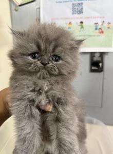 Rapunzel - Persian Kitten For Sale - NJ, US Rapunzel - Persian Kitten For Sale - NJ, US