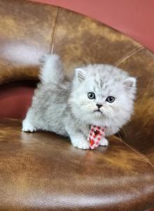 Prince Leo - Persian Kitten For Sale - Southbury, CT, US Prince Leo - Persian Kitten For Sale - Southbury, CT, US