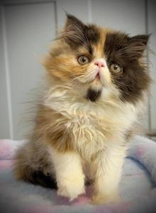 Truffles - Persian Kitten For Sale - NJ&comma; US