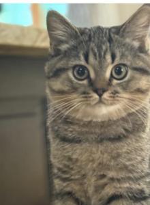 Happy - Scottish Straight Kitten For Sale - Atlanta&comma; GA&comma; US