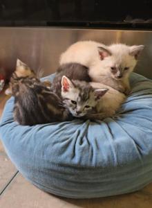 Cute and Cuddly Mix - American Shorthair Kitten For Adoption - Denver&comma; CO&comma; US