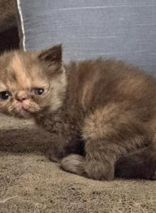 Chocolate Tortie Exotic Shorthair Girl - Exotic Kitten For Sale - Lake Balboa&comma; CA&comma; US