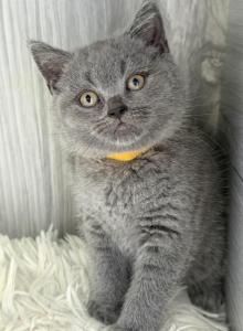 Queenie - British Shorthair Kitten For Sale - Brooklyn&comma; NY&comma; US