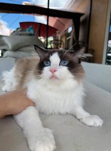 Naonao - Ragdoll Cat For Sale - Miami Lakes&comma; FL&comma; US