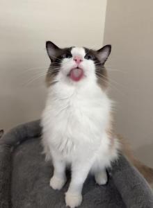 Arthur - Ragdoll Cat For Sale - Miami Lakes&comma; FL&comma; US