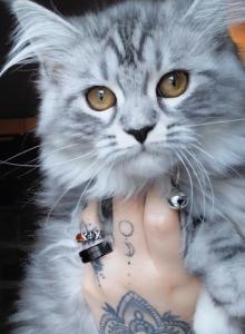 Maine Coon Dollface Persian Hybrid - Maine Coon Kitten For Sale - Mount Penn&comma; PA&comma; US