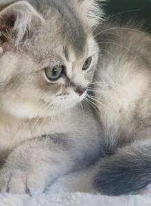 Luxury Kitty Love - British Shorthair Kitten For Sale - WA&comma; US