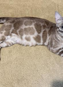 Tyche - Bengal Cat For Sale - Windham&comma; NH&comma; US