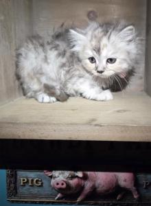 Mamacita's litter - Himalayan Kitten For Sale - Canton&comma; OH&comma; US