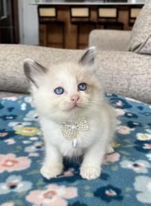 Mink & Traditonal Litter - Ragdoll Kitten For Sale - Ionia&comma; MI&comma; US