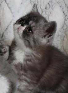 Brooke - Exotic Kitten For Sale - Enola&comma; PA&comma; US