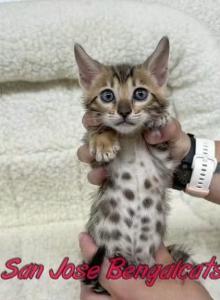 Neon orange collared - Bengal Kitten For Sale - San Jose&comma; CA&comma; US