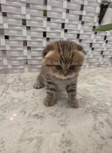 Molly - Scottish Fold Kitten For Sale - Naperville&comma; IL&comma; US