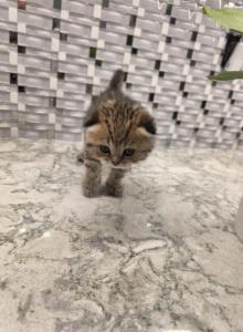 Lucy - Scottish Fold Kitten For Sale - Naperville&comma; IL&comma; US