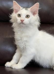 Mix Turkish Van & Ragdoll - Turkish Van Kitten For Adoption - Auburn&comma; WA&comma; US