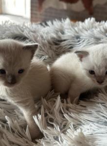 4th of July litter Siamese - Siamese Kitten For Sale - MA&comma; US
