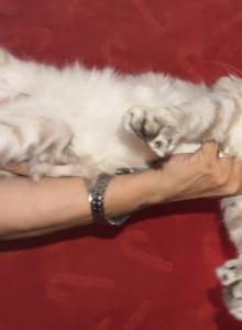Savannah Highlander Lynx - Savannah Kitten For Sale - Ridgecrest, CA, US Savannah Highlander Lynx - Savannah Kitten For Sale - Ridgecrest, CA, US