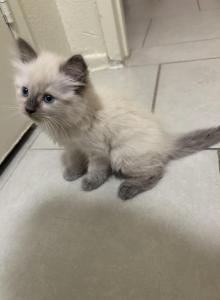 Leoo - Ragdoll Kitten For Sale - West Covina&comma; CA&comma; US