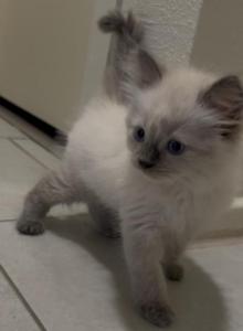 Lucky Leo - Ragdoll Kitten For Sale - Riverside&comma; CA&comma; US
