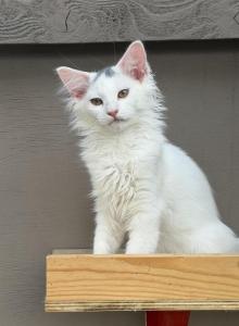 Mix Turkish Van & Ragdoll - Turkish Van Kitten For Adoption - Auburn&comma; WA&comma; US