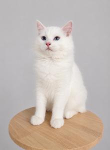 Cloud - Ragdoll Kitten For Sale - NC&comma; US