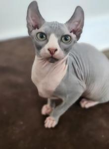 Mantis - Sphynx Kitten For Sale - Vineland, NJ, US Mantis - Sphynx Kitten For Sale - Vineland, NJ, US