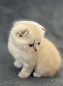 Honey - Scottish Fold Kitten For Sale - SC&comma; US