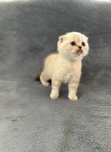 Honey - Scottish Fold Kitten For Sale - Spartanburg&comma; SC&comma; US