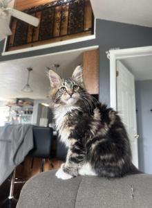 Theo - Maine Coon Kitten For Sale - Sioux Falls&comma; SD&comma; US